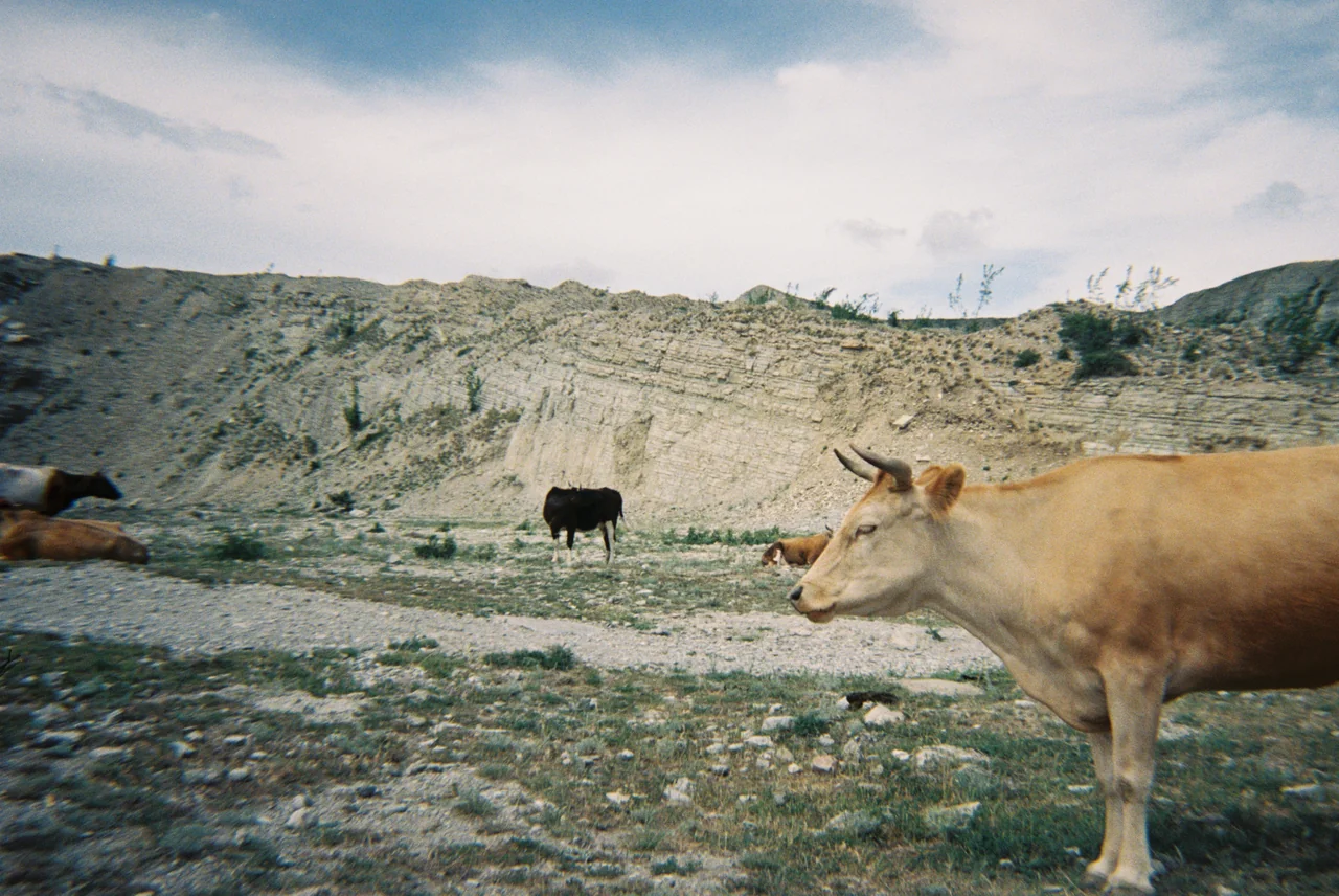 Плёночная фотография, кадр 20