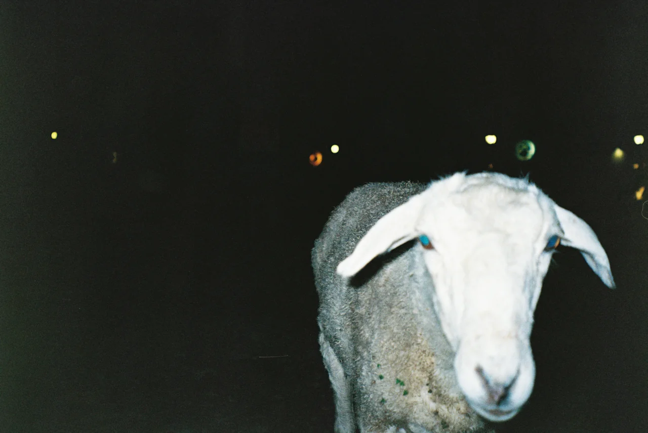 Плёночная фотография, кадр 35